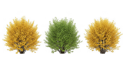 Three deciduous bushes, two yellow and one green, transparent isolated on transparent background