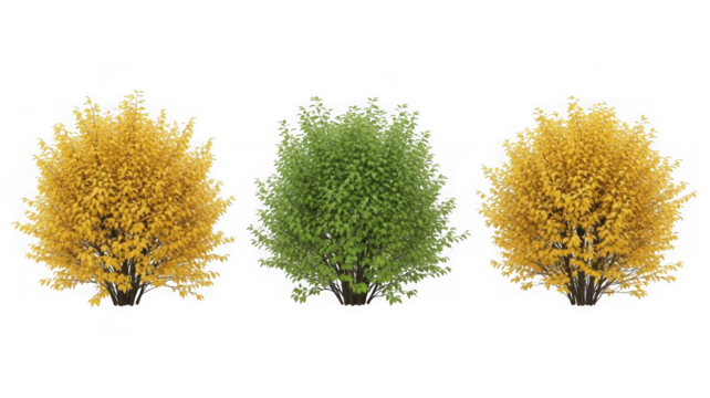 Three deciduous bushes, two yellow and one green, transparent isolated on transparent background - Powered by Adobe