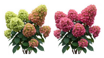 Hydrangea paniculata flowers in vibrant pink and fresh green isolated on transparent background