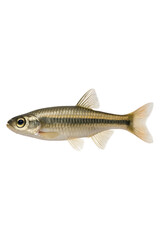 Fototapeta premium Tiny Fish High quality Realistic image.