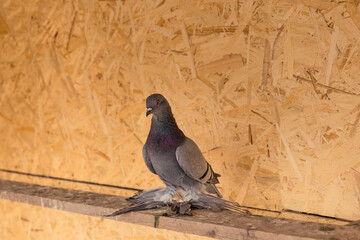 A grey domestic pigeon with iridescent neck feathers and large feathered feet is perched on a wooden beam inside an indoor loft