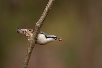 Obraz premium A small nuthatch, with gray and white feathers, clings to a twig while holding a peanut in its beak. The forest provides a natural, blurred background