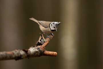 A small Crested Tit is perching on a small mossy branch. The background is blurred trees. The bird is looking downward, observing its surroundings carefully
