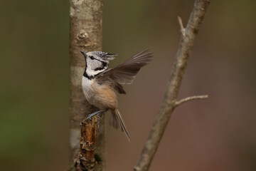 A crested tit perches on a branch of a small tree, its right wing is open slightly, displaying its brown feathers. The bird has a black and white crested head