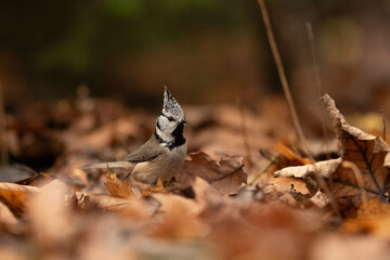 A small Crested Tit with a distinctive crest stands on the ground covered with dry, brown autumn...