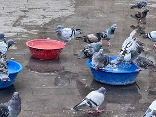 Rock pigeons (Columba livia domestica) gather around colorful water basins, drinking and bathing on a wet pavement, showing their social behavior and typical urban presence in lively city squares.