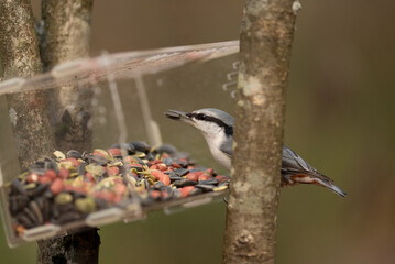 Naklejka premium A small nuthatch perches on a tree branch, reaching to grab a seed from a clear plastic feeder filled with assorted seeds. The bird has grey, white, and orange feathers