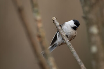 A chickadee with a black cap and white cheeks perches gracefully on a slim branch. It blends into the neutral tones of the surrounding forest