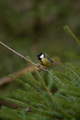 Great tit, with black head and yellow chest, perches on a thin branch, surrounded by green needles of a fir tree in a forest. Shot in natural light during the day