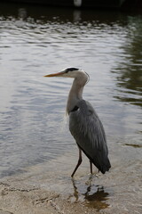 great blue heron