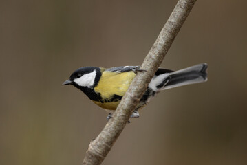 A small Great Tit bird rests on a thin, diagonal branch. The bird is brightly colored with yellow, black, and white markings. The background is blurred forest foliage