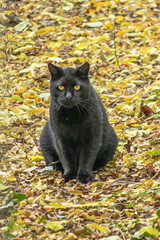 K&oacute;bor macska az őszi avarban