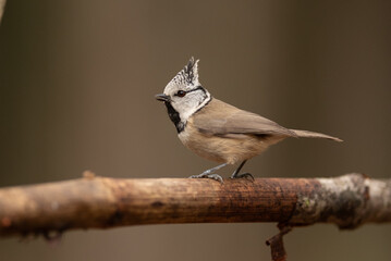 A small Eurasian crested tit sits perched upon a tree branch. It is brown, white, and black and has...