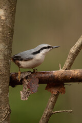 A small Eurasian Nuthatch bird with gray, white, and black feathers rests on a thin, brown tree branch among dead leaves in a woodland setting