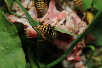 european yellow wasp macro photo	
