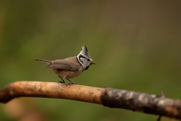 A small crested tit with distinctive black and white facial markings perches on a brown branch. The bird looks to the right against a soft, blurred green background in a natural setting