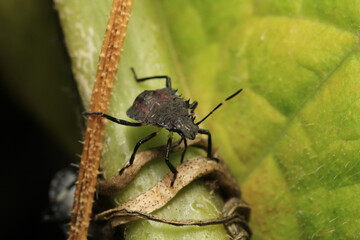 Halyomorpha Halys insect macro photo	