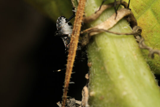 Halyomorpha Halys insect macro photo	