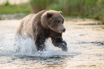 Alaskan brown bear chasing salmon in Brooks River at sunrise
