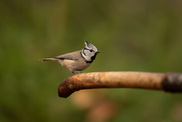 A small, light brown and gray crested tit with black markings stands on a curved branch. Green foliage is blurred in the background during daylight hours