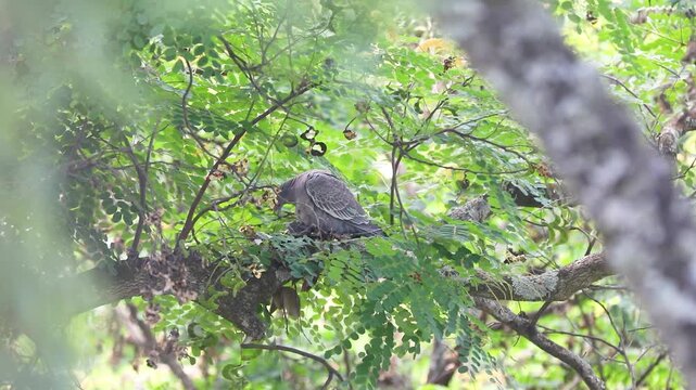 Picazuro patagioenas wild pigeon protecting its nest from the gale with its chick in a Brazilwood tree.Protection of offspring, family, family values, reproduction, maternal instinct, paternal instinc