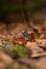 A small European crested tit sits amongst brown fallen leaves on a forest floor. The bird has grey, white, and black feathers. It looks directly towards the camera