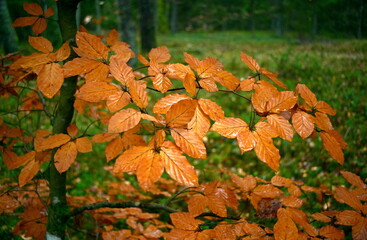 autumn leaves on a tree