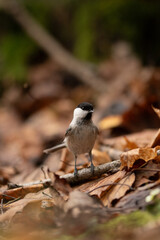 A small willow tit stands alert on a branch surrounded by orange and brown leaves. The bird has a black cap and bib, with grey and white plumage