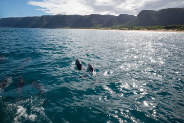 Delfine im Pazifik. Vor den Inseln von Hawaii. Kauai Bootstour