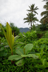 Dschungel Atmosphäre auf Hawaii. Große grüne Blätter und Palmen.