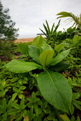 Große, grüne Blätter am Strand von Hawaii. Tropische Pflanzen in der Küstenregion.