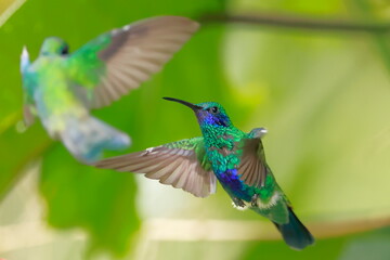 Sparkling violetear (Colibri coruscans) Ecuador
