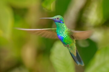 Fototapeta premium Sparkling violetear (Colibri coruscans) Ecuador