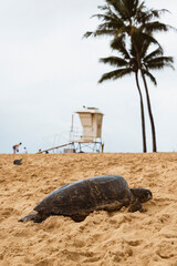 Eine Schildkröte am Strand von Hawaii. Reptil im Sand am Strand.