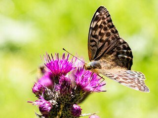 Argynnis paphia alias Tabacco di Spagna
