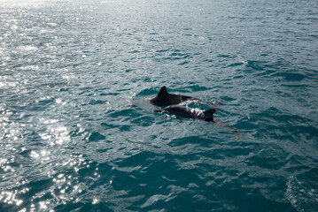 Zwei Delfine im Cyanblauen Salzwasser. Delfine kuscheln im Wasser.