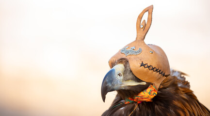 A close-up of an eagle wearing a cap. The bird of prey hunts its prey. The eagle perches on the trainer's hand. Falconry. A national tradition of Asia. Kazakhstan.