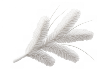 White fir branch twig with fluffy needles for winter holiday decoration on transparent background