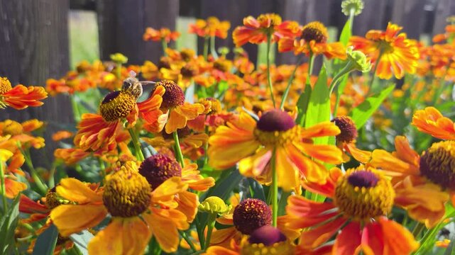 A honey bee collects nectar from garden flowers. Beautiful close-up. Natural swaying in the wind.