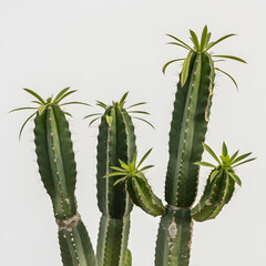 Closeup of cereus cactus against white background, botanical plant photography