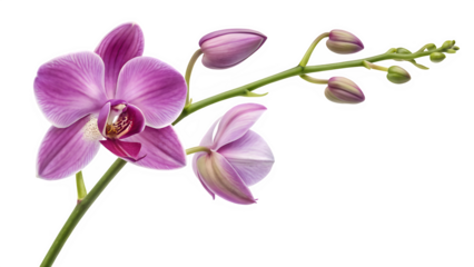 Single purple Phalaenopsis orchid stem with open flower and buds