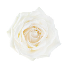 White rose flower.