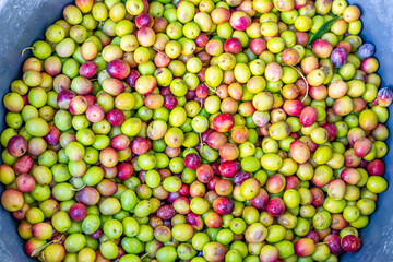 Detailed photographs of freshly harvested green and red olives in baskets