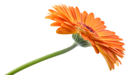 Orange Gerbera Daisy single flower composition on light gray background