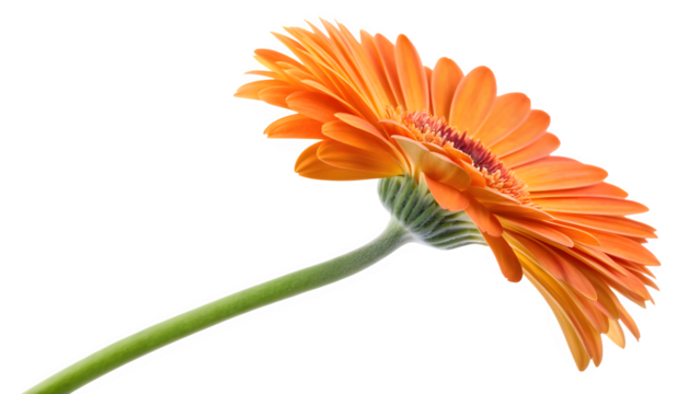 Orange Gerbera Daisy single flower composition on light gray background