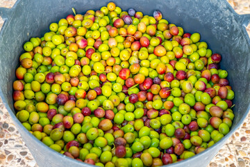 Detailed photographs of freshly harvested green and red olives in baskets