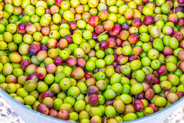 Detailed photographs of freshly harvested green and red olives in baskets