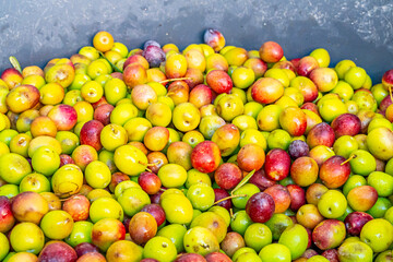 Detailed photographs of freshly harvested green and red olives in baskets