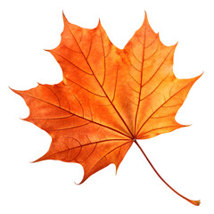 Fototapeta premium Single orange autumn maple leaf on a transparent background