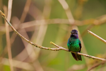 Velvet-purple coronet, Boissonneaua jardini, Ecuador